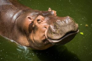 How Do Animals Sweat?