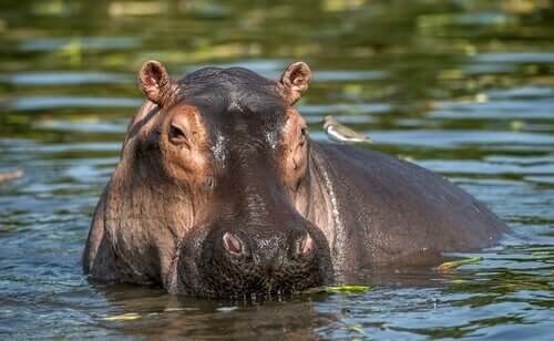A hippo in water.