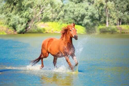 A horse galloping through water.