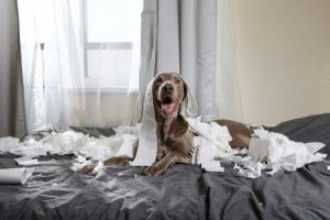 Hyperactivity in Pets: How to Handle Lockdown