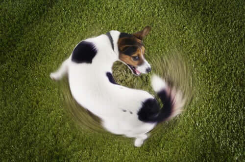 A dog chasing its tail.