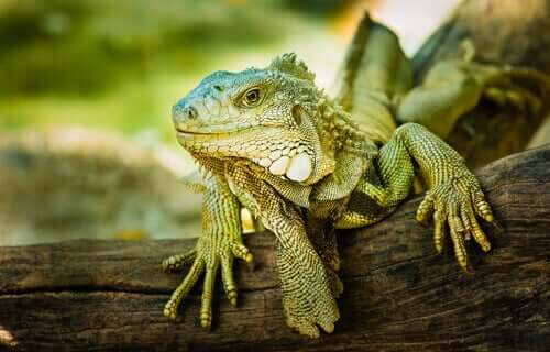 An iguana.