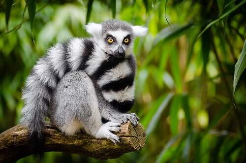 A lemur.