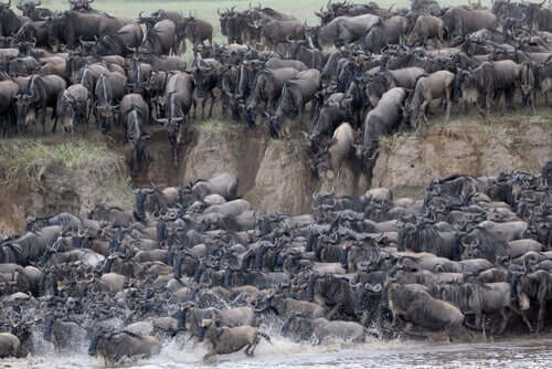 Amazing Mass Migrations in the Serengeti National Park