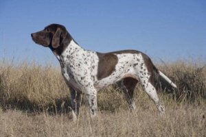 Meet the Old Danish Pointer Dog