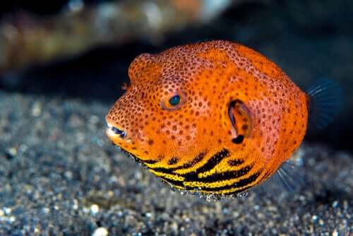 An orange pufferfish.