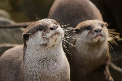 The Characteristics, Behavior, and Habitat of the Otter