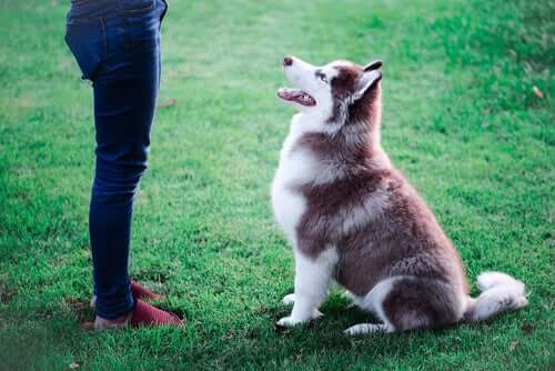 An owner training her dog to wait.