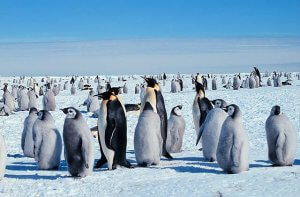 Emperor penguins.