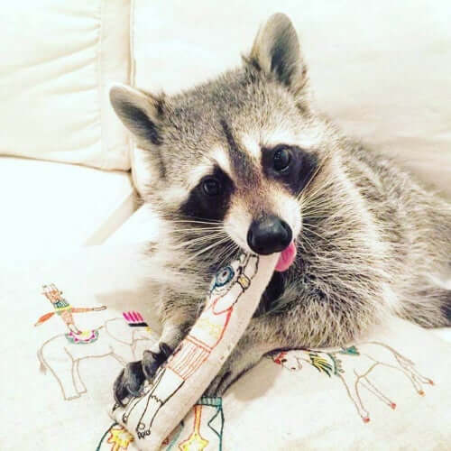 A pet raccoon playing with a toy.
