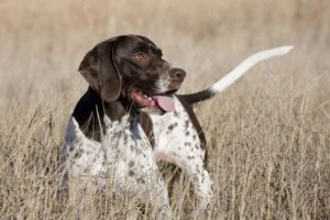 Meet the Old Danish Pointer Dog - My Animals