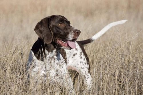 A panting old Danish pointer in the field.