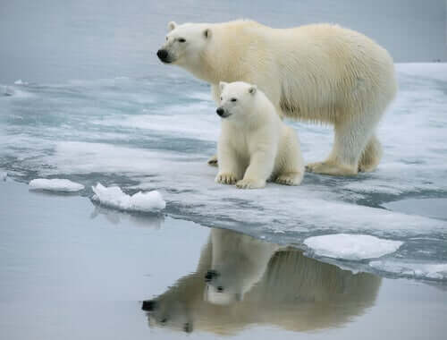 A polar bear with her cub.