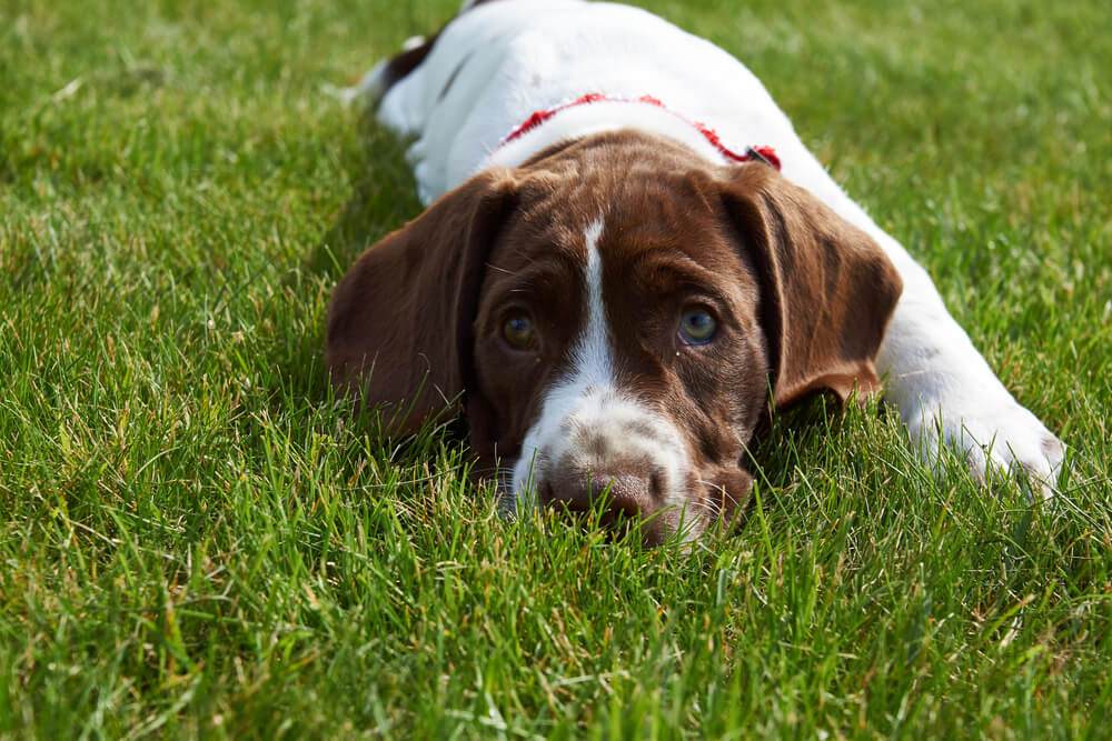 A Danish pointer puppy resting on the grass.