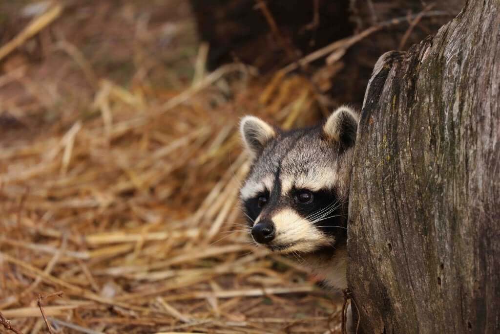 The Raccoon: Χαρακτηριστικά, Συμπεριφορά και Ενδιαίτημα