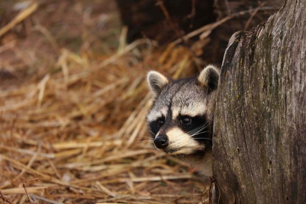 The Raccoon: Characteristics, Behavior, and Habitat
