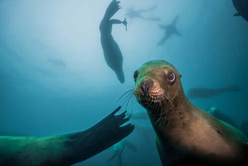 Sea Lions: Characteristics, Behavior and Habitat - My Animals