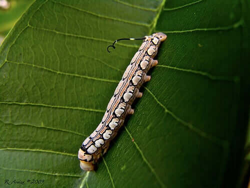A silkworm crawling on a leaf.