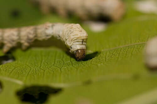 A silkworm on a leaf.