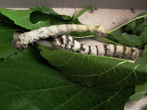 The Amazing Way Silkworms Work
