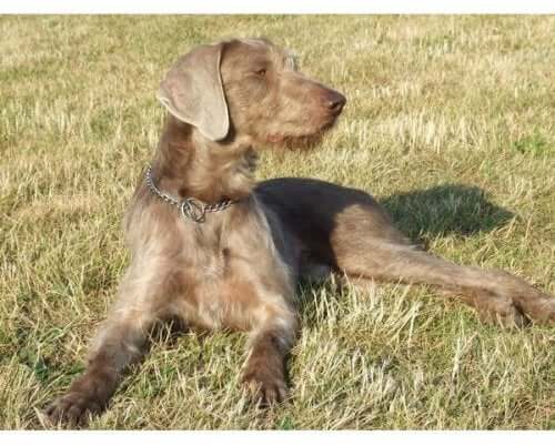 The Slovak Rough-Haired Pointer
