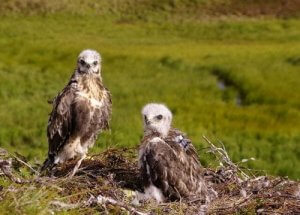 Learn about some Amazing Tundra Animals