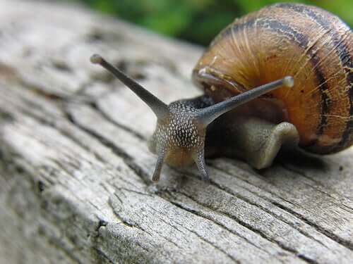 A close-up of a snail.