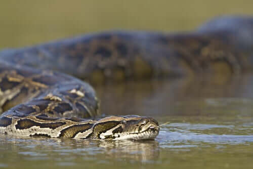 An anaconda.