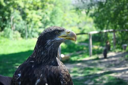 Meet the Imperial Eagle: Characteristics and Behavior