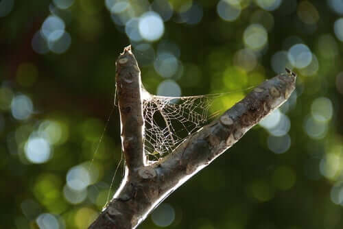 A web between two branches.