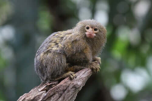 Titi Monkeys: Characteristics, Behavior and Habitat