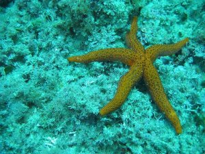 Hermaphrodite Animals in the Invertebrate World