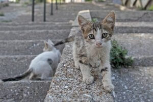 Is It Illegal to Give Food to Stray Cats?