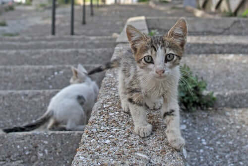 Is It Illegal to Give Food to Stray Cats?