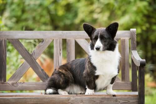 The coloring of the Cardigan Welsh Corgi.