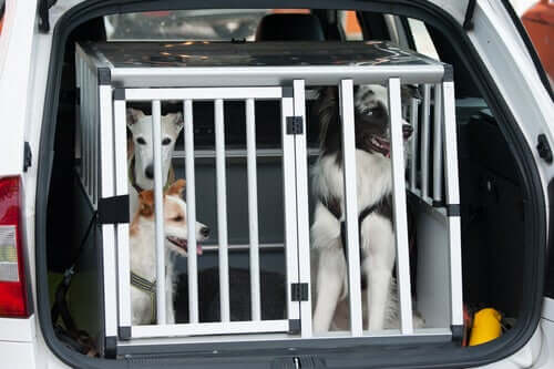 Learn How to Travel with a Pet Carrier