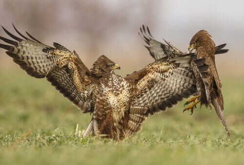Two fighting common buzzards.