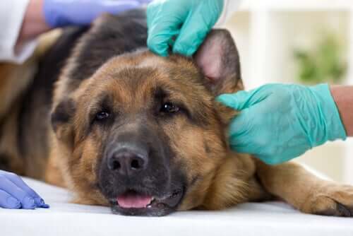 A veterinarian examining a German Shepherd.