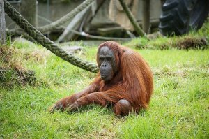 What If We Don't Come from Monkeys?