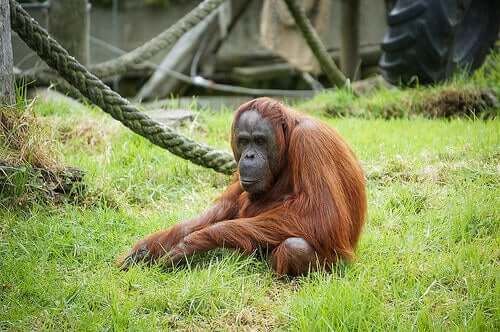 What If We Don't Come from Monkeys?