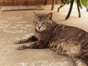 What Should You Know About Cat Pregnancy?