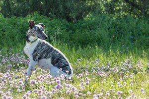 The Whippet: Characteristics and Behavior