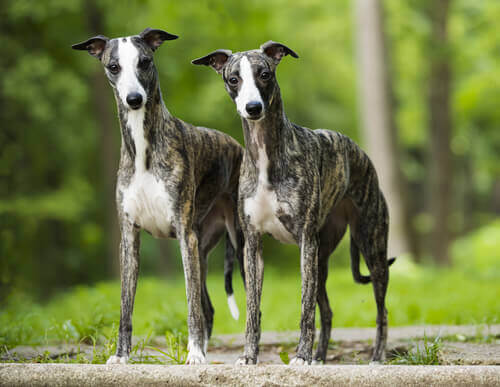 A pair of whippets.