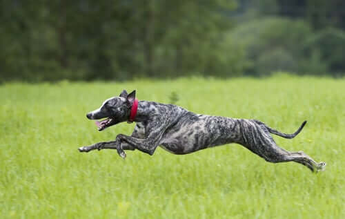 A dog running through the grass.