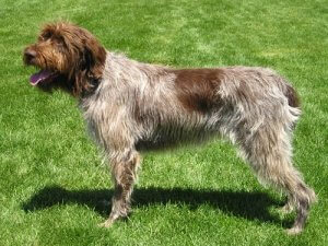 The Wirehaired Pointing Griffon