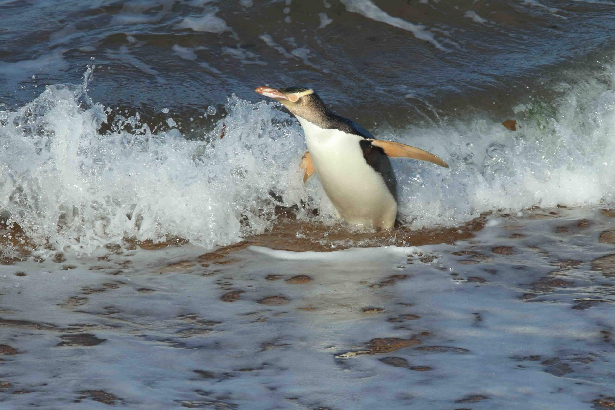 The yellow-eyed penguin is endangered.