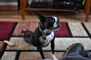 All You Want To Know About Yoga for Dogs