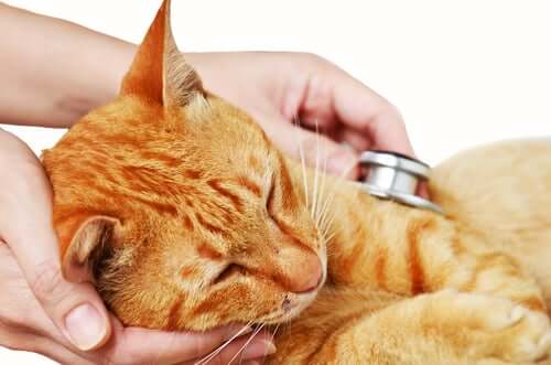 A cat being checked before receiving cat vaccines.