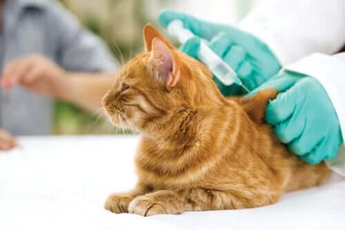 Εμβόλια για γάτες: Όλα όσα πρέπει να γνωρίζετε