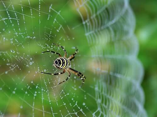 A close up of a spider on a web.